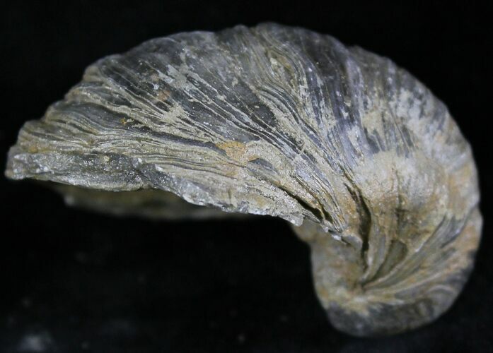 Gryphaea (Devil's Toenail) Fossil Oyster - Jurassic #25977